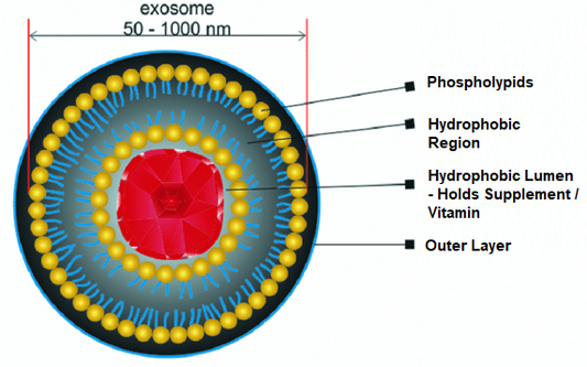 Why You Should Only Take Liposomal Vitamins